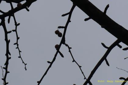 Ginkgo biloba